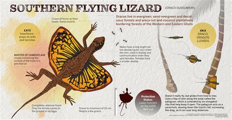 Southern Flying Lizard Facts About The Draco In India Roundglass