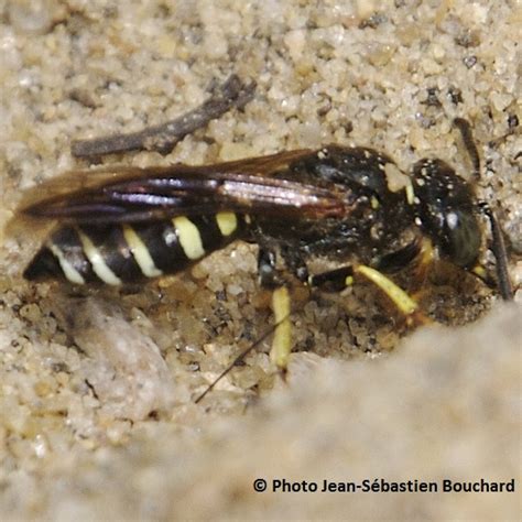 Guêpes De Sable à Châteauguay 11 Parcs Fermés