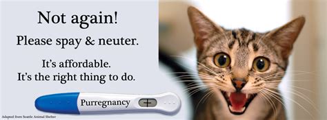 Is it better to castrate or spay a cat? Free & low-cost spay-neuter resources for cats. - Planned ...