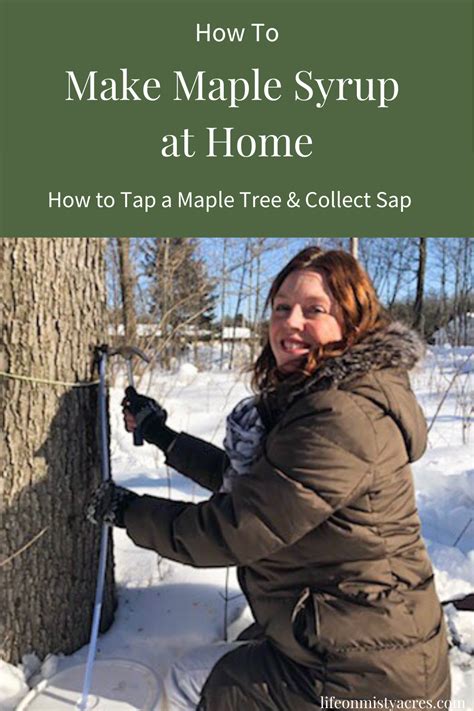 How To Tap Maple Trees And Collect The Sap In 2020 Tapping Maple Trees