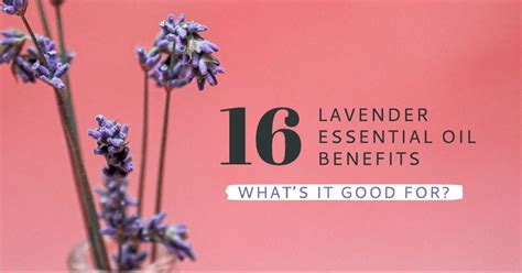 16 Lavender Essential Oil Benefits Whats It Good For Aroma For All