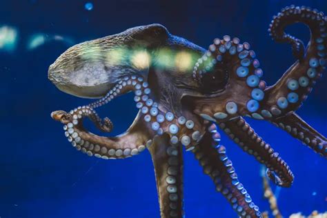 Unveiling The Oceans Top 15 Largest Octopus Species Gage Beasley