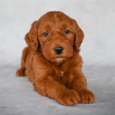 You will find goldendoodle dogs for adoption and puppies for sale under the listings here. F2 MINI GOLDENDOODLE HYBRID | MALE | ID:3333-EN - Central ...
