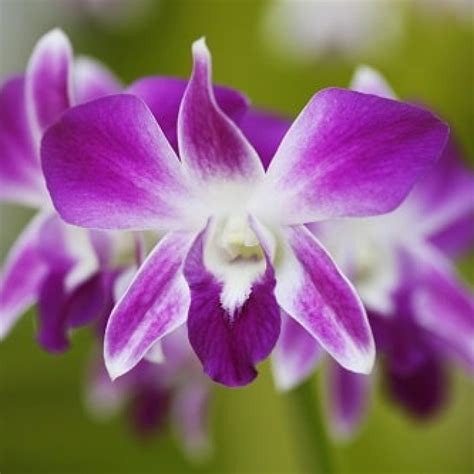 Orchids Symbolism In Feng Shui Fengshuied