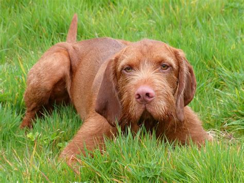 Wirehaired Vizsla Breed Guide Learn About The Wirehaired Vizsla