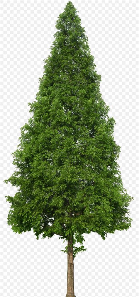 Evergreen Tree Douglas Fir Png 1023x2179px Evergreen
