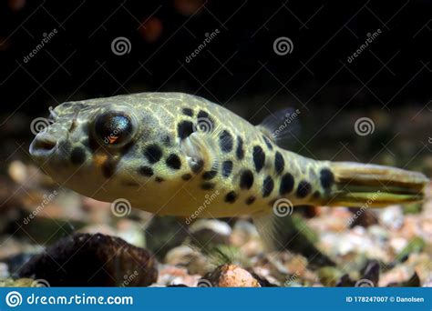 Rare And Expensive Puffer Fish Stock Image Image Of Animal River