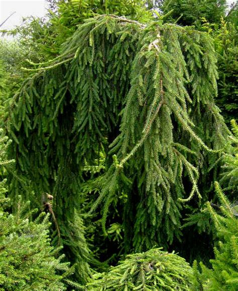 Picea Abies Aarburg Weeping Norway Spruce Kigi Nursery
