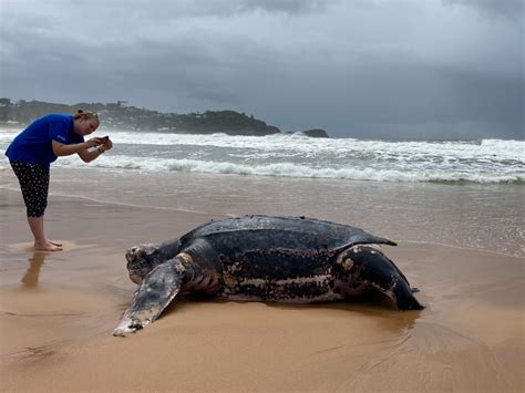 Top 164 Leatherback Sea Turtle Endangered Animals Electric