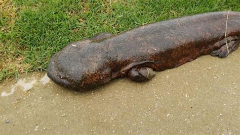 SEE IT Massive Salamander Emerges From River Spooks Locals In Japan