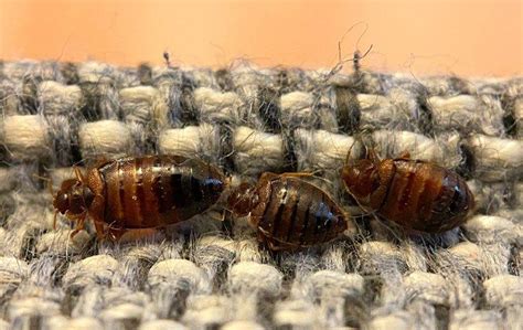 The Complete Guide To Bed Bug Treatment Everything You Need Before