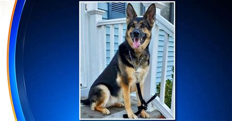 Rescue Dog Saves Owners Life After He Suffers Stroke Cbs New York