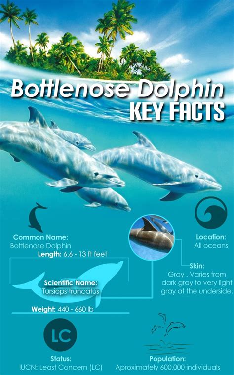 Bottle Nose Dolphins Dont Live In All Oceans Only Tropical Warm