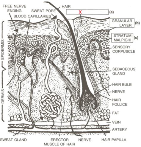 Draw A Labeled Diagramof The Generalizedvertical Section Of The