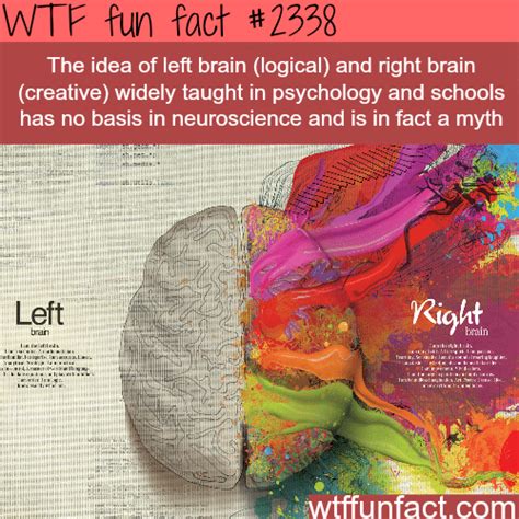 Left Brain Vs Right Brain Myth