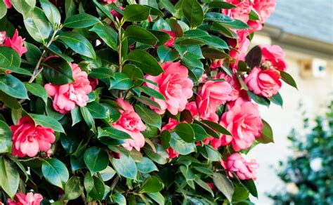 Camellia Japonica Hedge Burkes Backyard