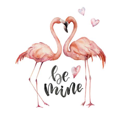 Flamingo Heart Illustrations Royalty Free Vector Graphics