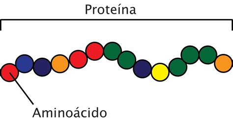 As Proteínas Funções E Fontes — Andreia Torres