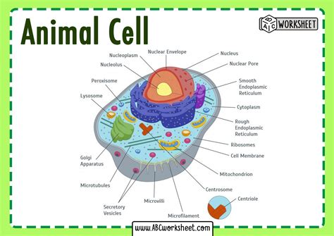 Depending on your grade level you may add or remove some structures. Animal Cell Parts and Structure