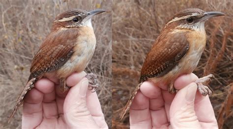 Recent Sightings Carolina Wren And House Finch Banding Notes