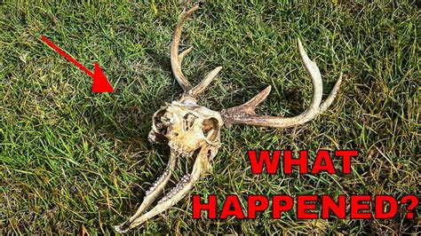 I Found A Dead Deer Youtube