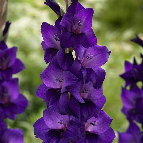 Buy Gladioli Purple Flora J Parker Dutch Bulbs