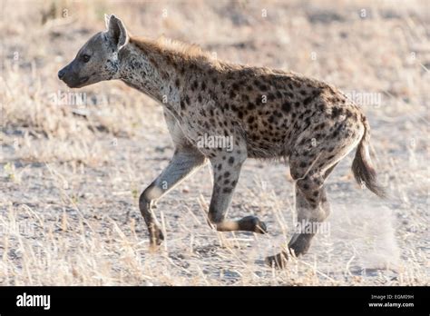 Side View Of Hyena Running Stock Photo Alamy
