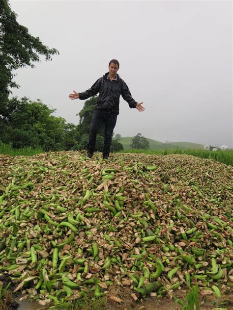 The losses incurred due to pests and diseases are huge threatening food security. War on Waste | Organic Gardener Magazine Australia