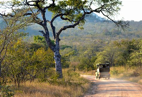 Why You Should Visit South Africas Kruger National Park In 2024 The