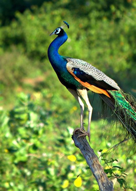 Flora And Fauna Of Kerala