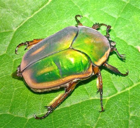 Kansas Usa Shiny Green Beetle Whatsthisbug