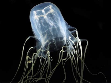 What Makes A Jellyfish Animals Nature World News