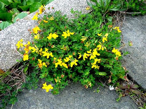 Questo gruppo di piante grasse con fiore sono particolarmente apprezzate sia per la grande massa verde, sviluppata in tempi relativamente brevi, che i fiori, che compaiono nel tardo autunno, possono essere gialli o rosa. Lotus - Lotus corniculatus - Trifoglio giallo o Ginestrino