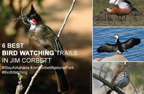 Bird Watching Trails In Jim Corbett At Aahana The Corbett Wilderness