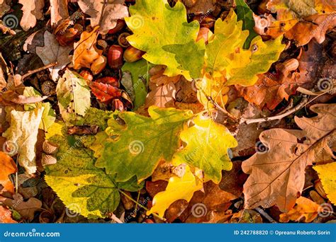 Autumn Leaves On Forest Floor Stock Photo Image Of Ontario Brown