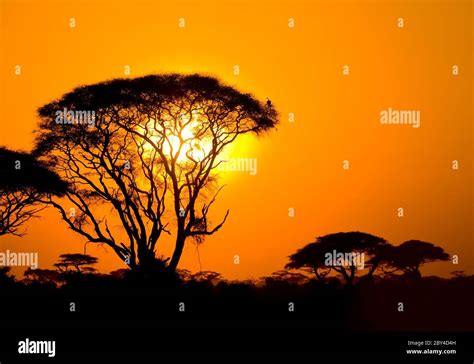 African Sunset In Savannah Stock Photo Alamy