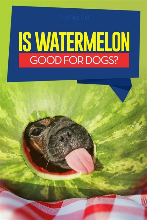 Watermelons For Dogs 101 Can Dogs Eat It Watermelon For Dogs Can