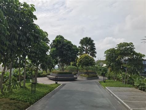 This method allows us to reach branches anywhere in the tree canopy. Tree Pruning Contractor Singapore | Tree Maintenance ...