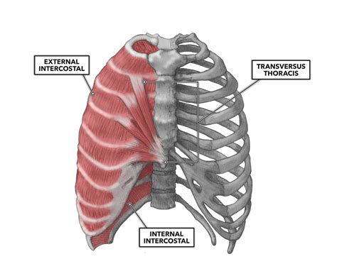 Crossfit Thoracic Muscles Part 2