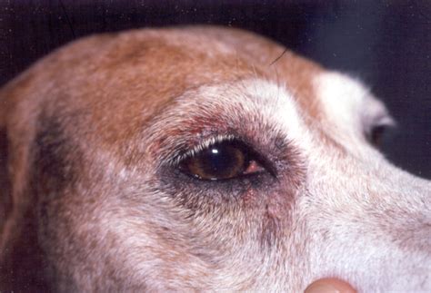 How To Tell If Your Dog Has An Eye Infection