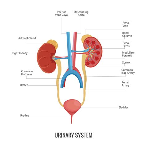 Anatomy Of The Human Urinary System Vector Art At Vecteezy