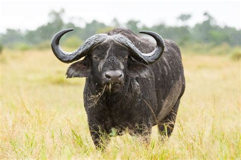 An Introduction To Africas Big Five Safari Animals