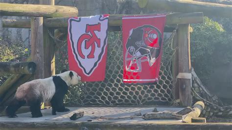 Heres Who Memphis Zoo Panda Le Le Picked To Win Super Bowl Lv