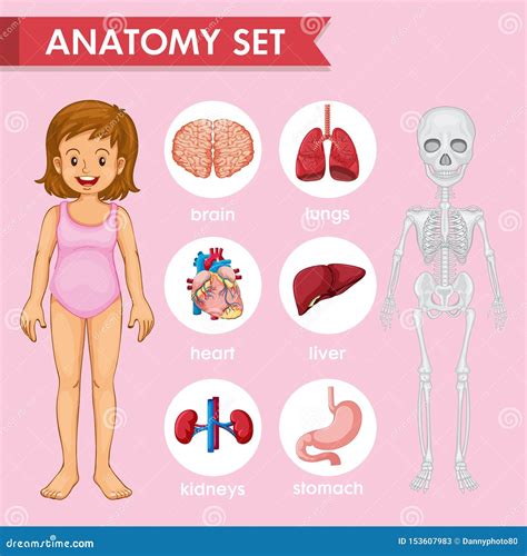 Scientific Medical Illustration Of Human Anatomy Set Stock Vector
