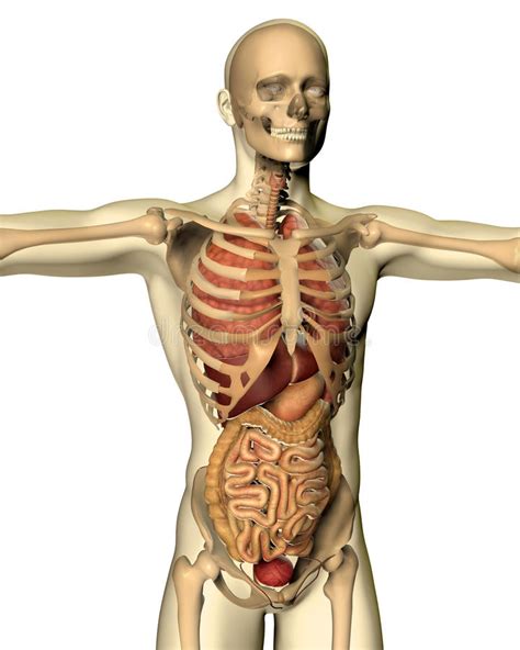 This information might be about you, your preferences or. 3D Render Of The Internal Organs With Human Silhouette Stock Illustration - Illustration of body ...