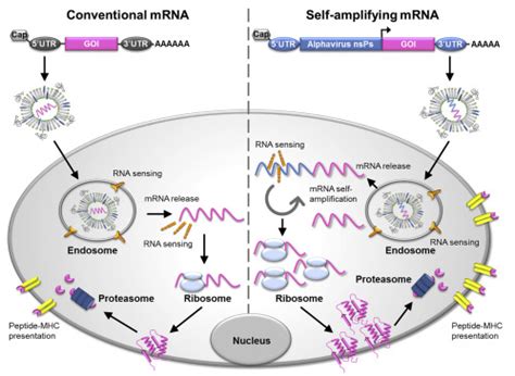 Mrna Vaccine Manufacturing Process / Unlike a normal vaccine, rna