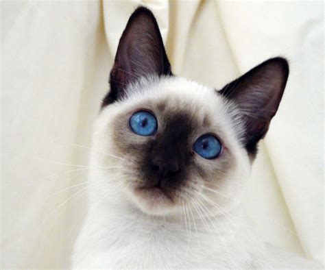 White Siamese Cats Biological Science Picture Directory