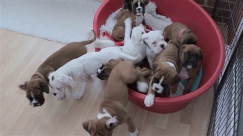 Our dogs have been screened for temperament, medical condition and physical. ELEVEN BOXER PUPS IN A LITTER! - YouTube