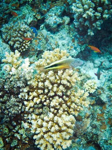 Colourful Marine Life In Red Sea Egypt Dahab Stock Image Image Of