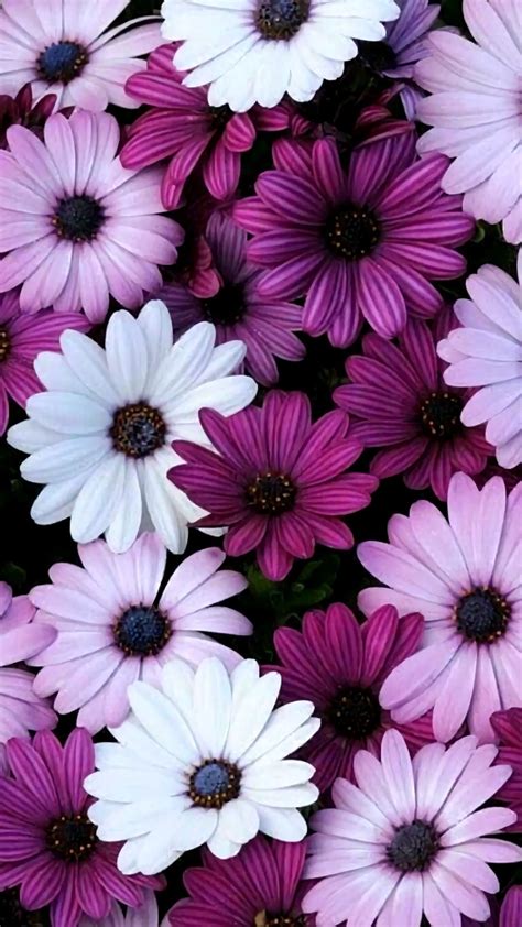 Pin By Michelle Carney On Flowers Aplenty Purple Wallpaper Tumblr